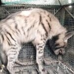 *جموڑیہ تھانہ کے مدن توڑ گاؤں میں لکڑبگھا نظر آنے سے سنسنی، محکمہ جنگلات نے ریسکیو کر لیا*