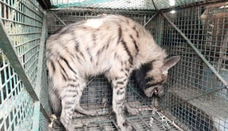 *جموڑیہ تھانہ کے مدن توڑ گاؤں میں لکڑبگھا نظر آنے سے سنسنی، محکمہ جنگلات نے ریسکیو کر لیا*