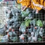 *آسنسول ریلوے اسٹیشن پر سیکڑوں طوطے کے بچے برآمد*