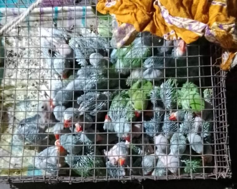 *آسنسول ریلوے اسٹیشن پر سیکڑوں طوطے کے بچے برآمد*