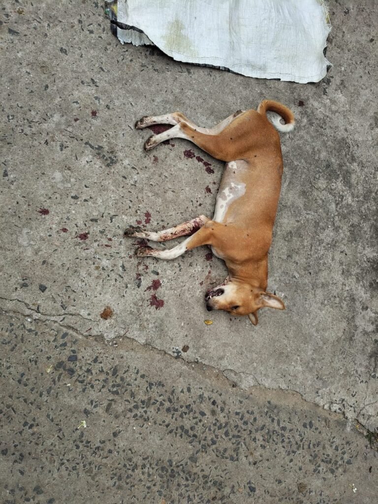 कल्याणपुर हाउसिंग में कुत्ते की निर्मम हत्या से सनसनी, लोगों में आक्रोश  पुलिस से कड़ी कार्रवाई की मांग, सुरक्षा व्यवस्था और अनधिकृत रास्ता बंद करने की उठी मांग