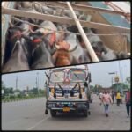 मवेशियों की तस्करी का बड़ा भंडाफोड़: डब्ल्यूएचपी की सूचना पर बॉर्डर पर पकड़ी गई लारी, चार हिरासत में