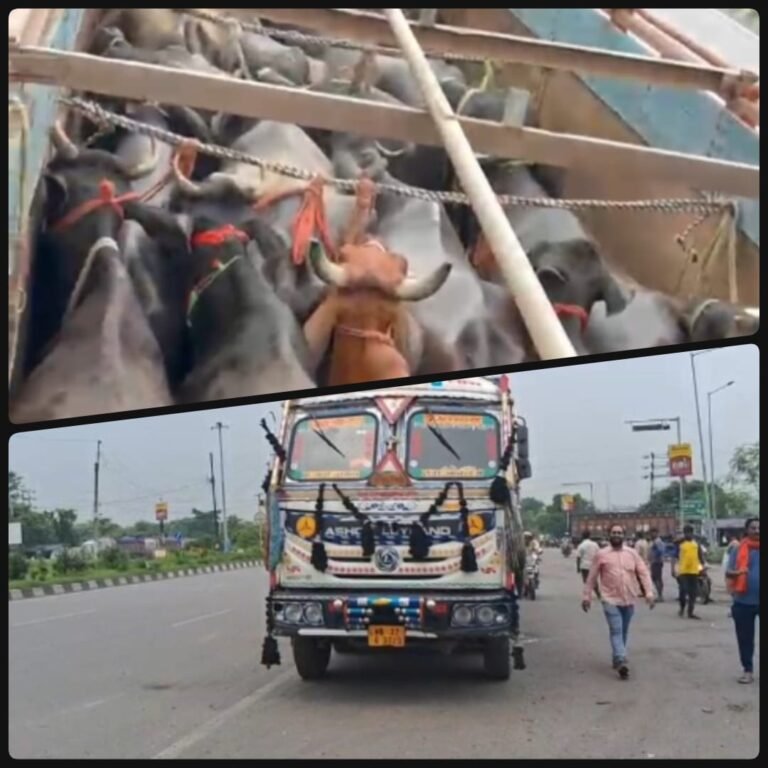 मवेशियों की तस्करी का बड़ा भंडाफोड़: डब्ल्यूएचपी की सूचना पर बॉर्डर पर पकड़ी गई लारी, चार हिरासत में
