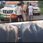 अवैध मवेशी तस्करी: ‘एनिमल कैरियर’ लिख कर गाय-भैंस पार करने का नया पैंतरा, डुबुर्डीह चेकपोस्ट पर दो गाड़ियां वापस भेजीं