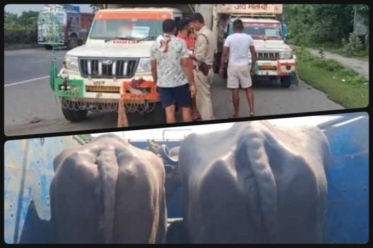 अवैध मवेशी तस्करी: 'एनिमल कैरियर' लिख कर गाय-भैंस पार करने का नया पैंतरा, डुबुर्डीह चेकपोस्ट पर दो गाड़ियां वापस भेजीं