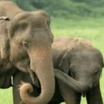 लालगढ़ में हाथी के हमले में 76 वर्षीय वृद्ध की मौत