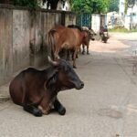 Cows Create Problems for Residents and Schoolchildren Near Hospital