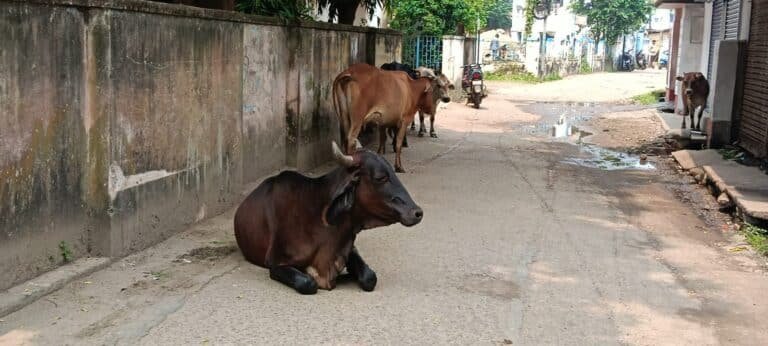 Cows Create Problems for Residents and Schoolchildren Near Hospital