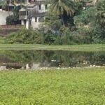 *घोषपुकुर में मछलियों की मौत, स्वच्छता प्रचार में खामी! निकासी या उदासीनता, लाखों के नुकसान पर कठघरे में प्रशासन:-*