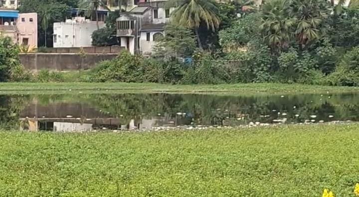 *घोषपुकुर में मछलियों की मौत, स्वच्छता प्रचार में खामी! निकासी या उदासीनता, लाखों के नुकसान पर कठघरे में प्रशासन:-*